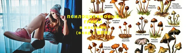 мяу мяу мука Горняк